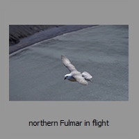 northern Fulmar in flight